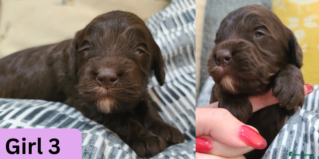 Cockapoo dogs for sale:  Chocolate F1 Cockapoos DNA Tested  - Advert 9