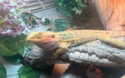 Bearded Dragon reptiles for sale: Bearded dragon & full set up for sale  - Image 2