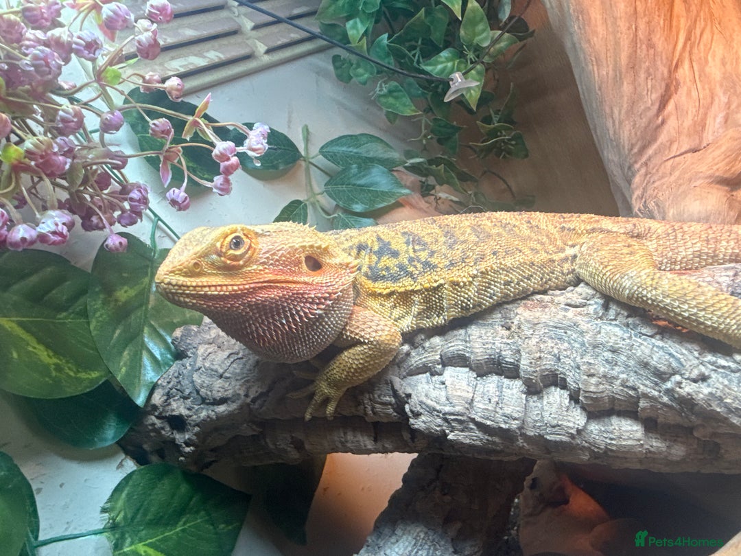 Bearded Dragon reptiles for sale: Bearded dragon & full set up for sale  - Image 2