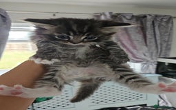 Mixed Breed cats for sale: Ragdoll x scottish fold kittens. Long haired - Image 7