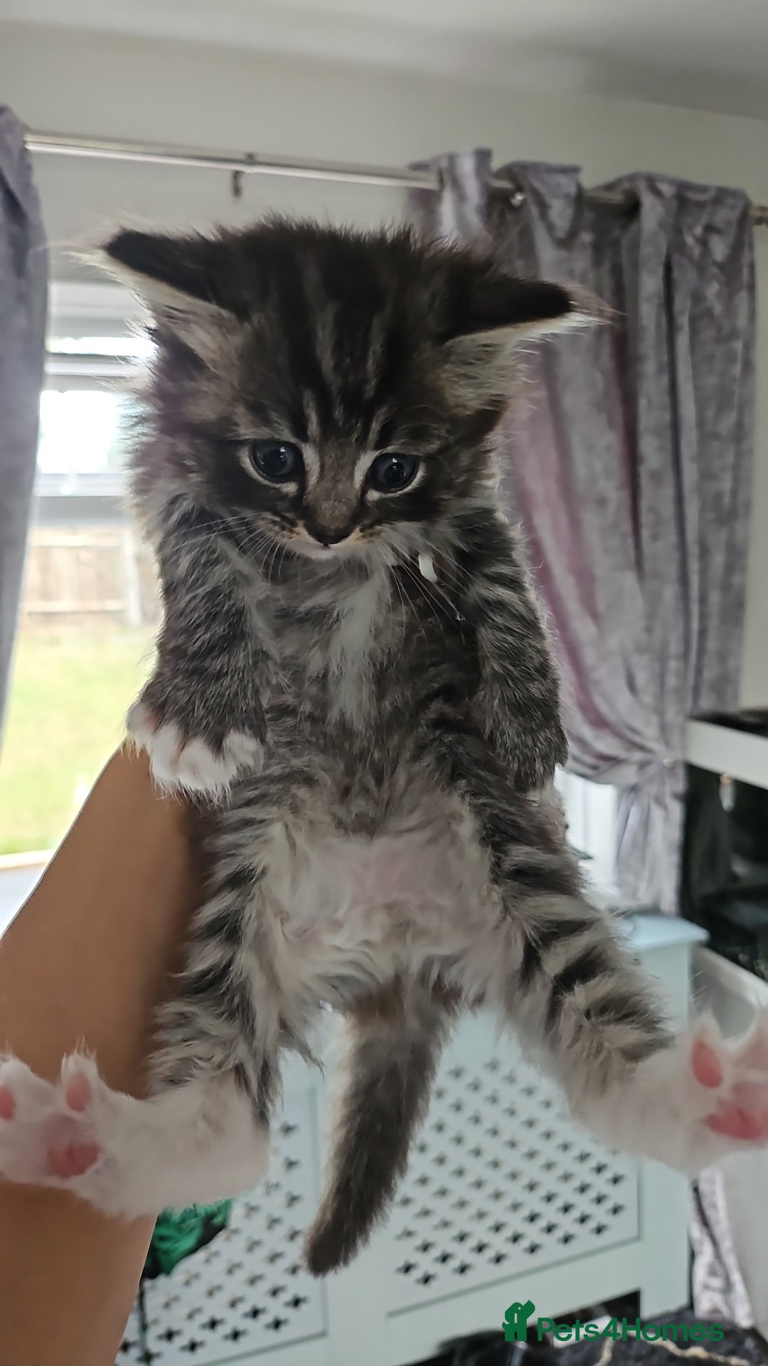 Mixed Breed cats for sale: Ragdoll x scottish fold kittens. Long haired - Image 7