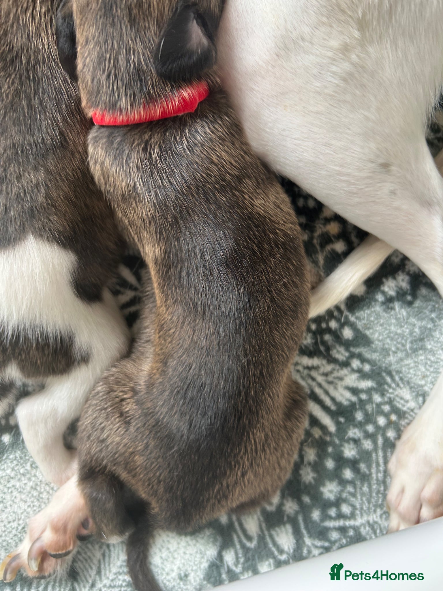 Whippet dogs Stunning pedigree whippet puppies  - Advert 2