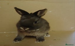 Netherland Dwarf rabbits for sale: Chocolate otter Netherland Dwarf buck for sale - Image 3
