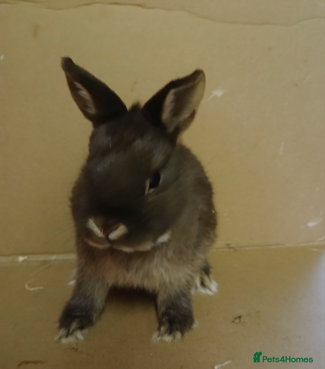 Netherland Dwarf rabbits for sale: Chocolate otter Netherland Dwarf buck for sale - Image 3