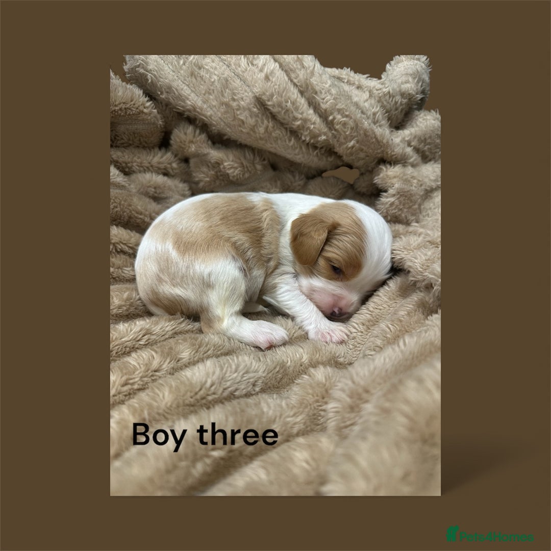 Cavapoo dogs for sale: ** RARE CAVAPOO PUPPIES DNA 🧬 CLEAR ** - Advert 6