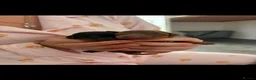 Miniature Dachshund dogs for stud: Chocolate/isabella miniature dachshund  - Advert 6