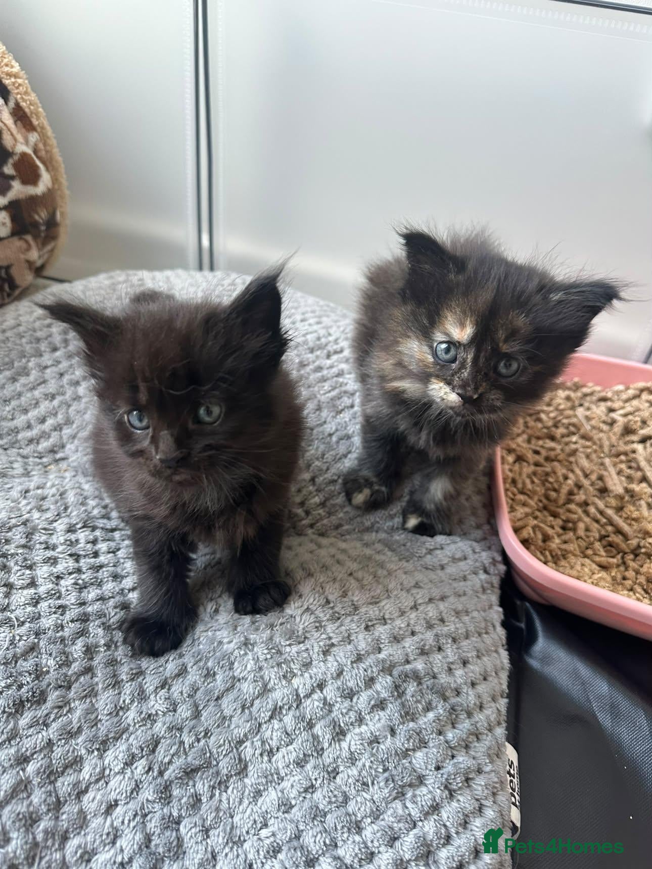 Maine Coon cats Fluffy Tortoiseshell Girl and Black Boy Kittens - Advert 1