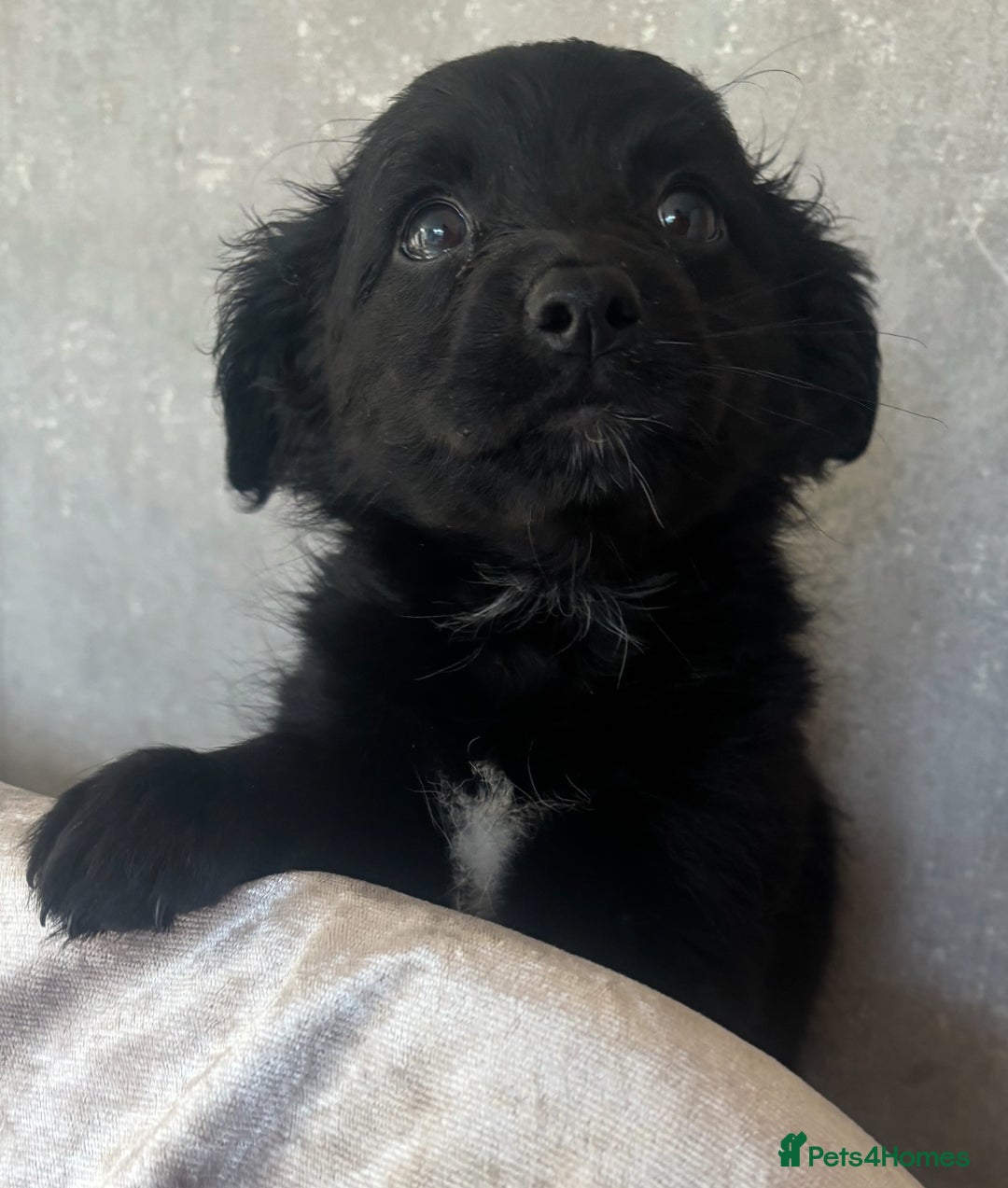 Mixed Breed dogs for sale: Cockeranians - Advert 10