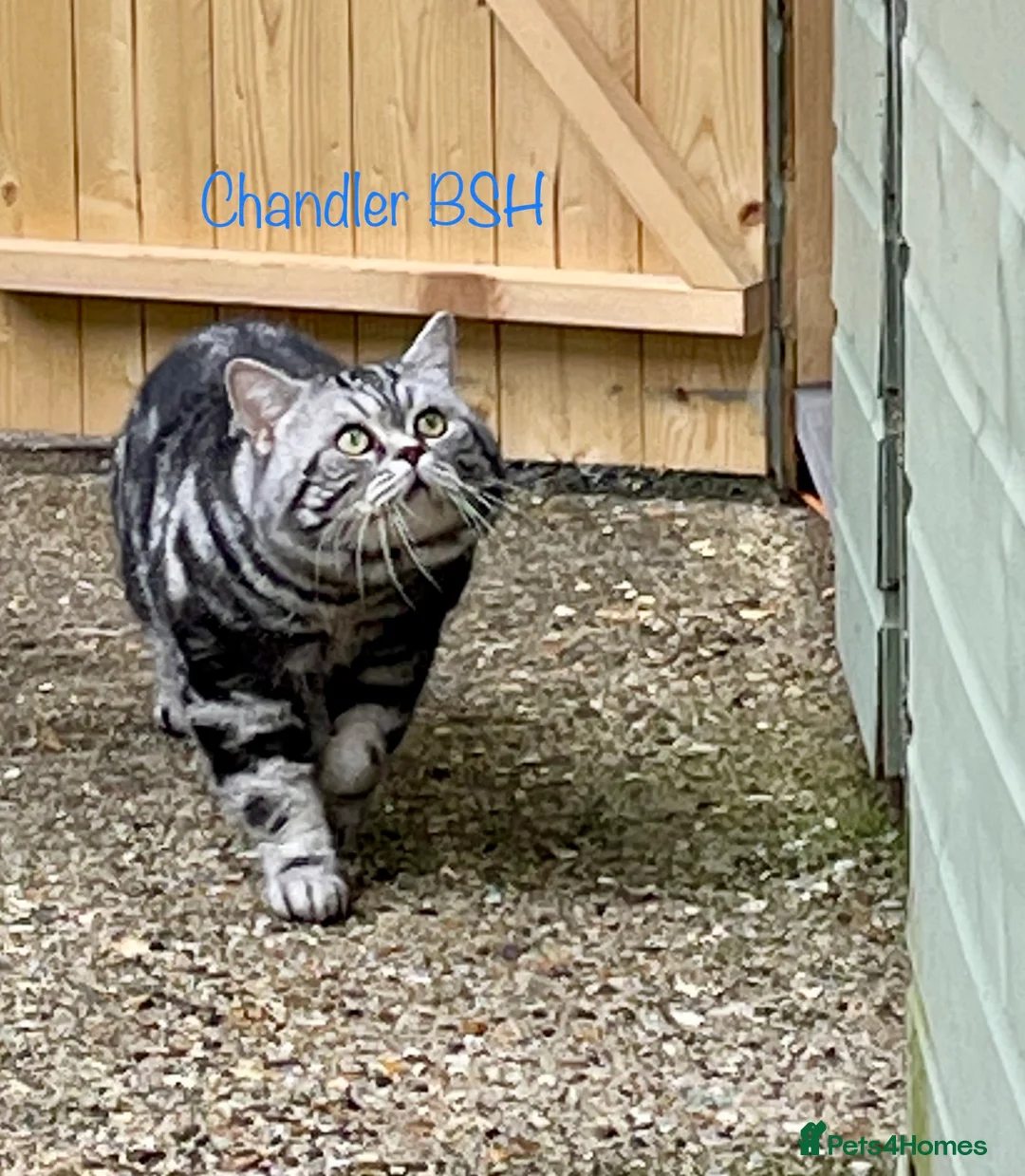 British Shorthair cats for stud: Amazing European lines Classic Tabby BSH in Kettering - Advert 5
