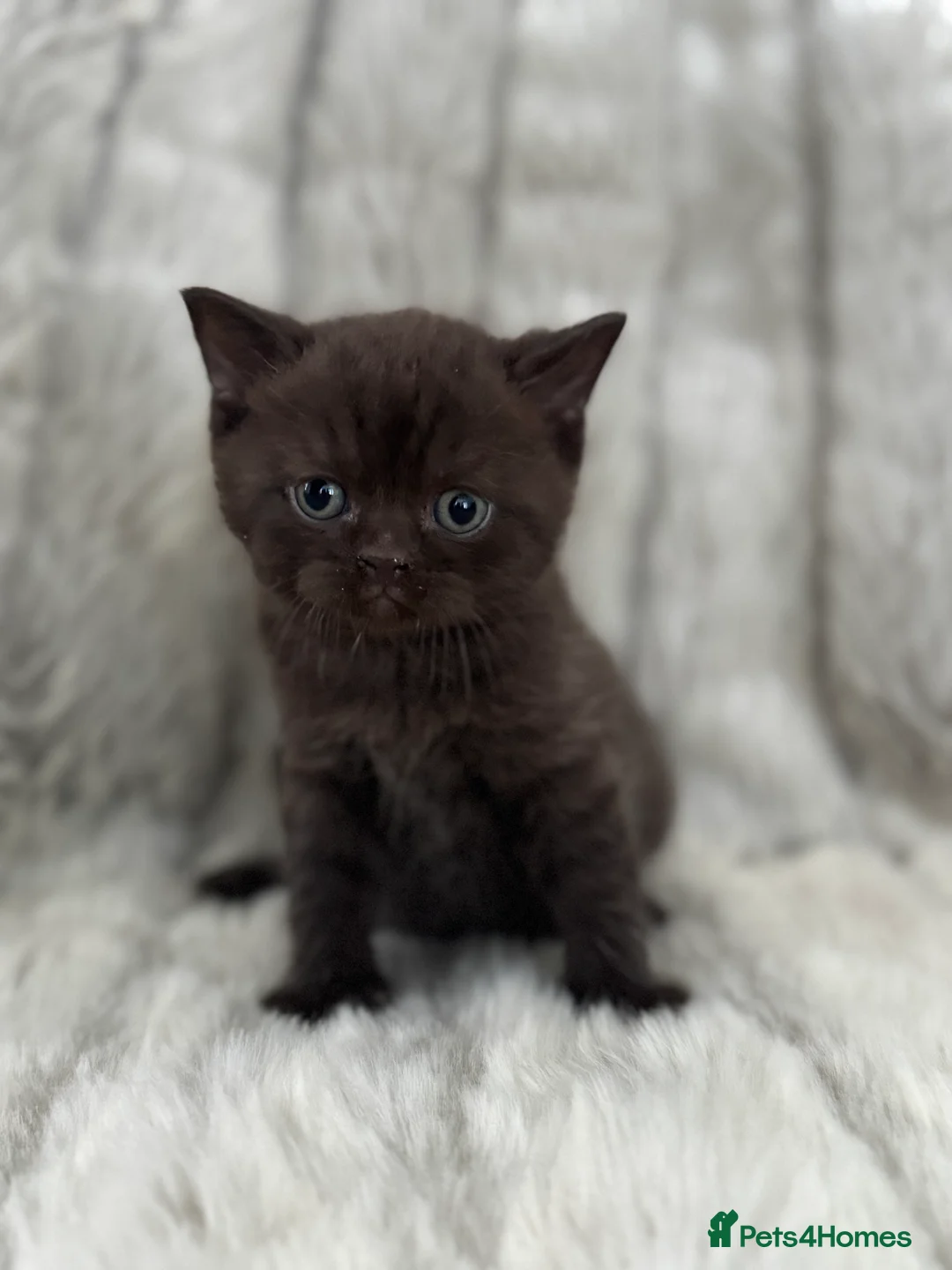 British Shorthair cats for sale: Gccf British Shorthair kitten READY NOW - Advert 18