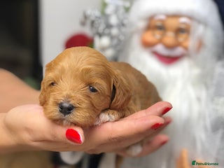 Cavapoo dogs Red F1 Cavapoo Ready to leave 20th December🐾🩵 - Advert 2