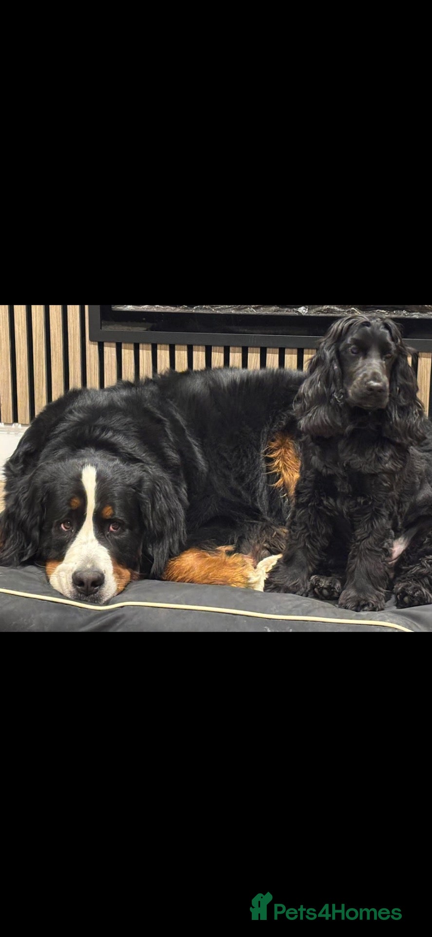 Cocker Spaniel dogs Beautiful Female Black show type Cocker Spaniel  - Advert 1