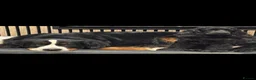 Cocker Spaniel dogs for sale: Beautiful Female Black show type Cocker Spaniel  in Eastbourne - Advert 1