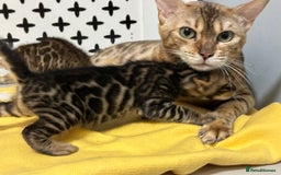 Bengal cats for sale: Bengal boy ready for reservation  - Image 10
