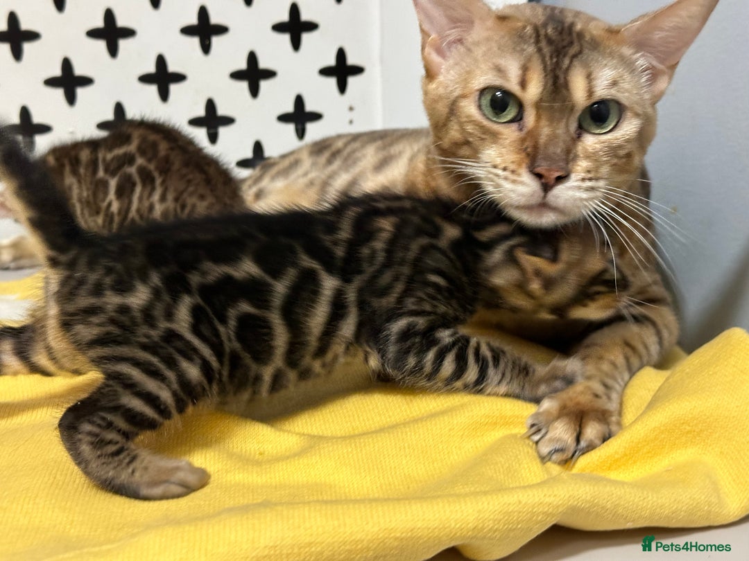 Bengal cats for sale: Bengal boy ready for reservation  - Image 10