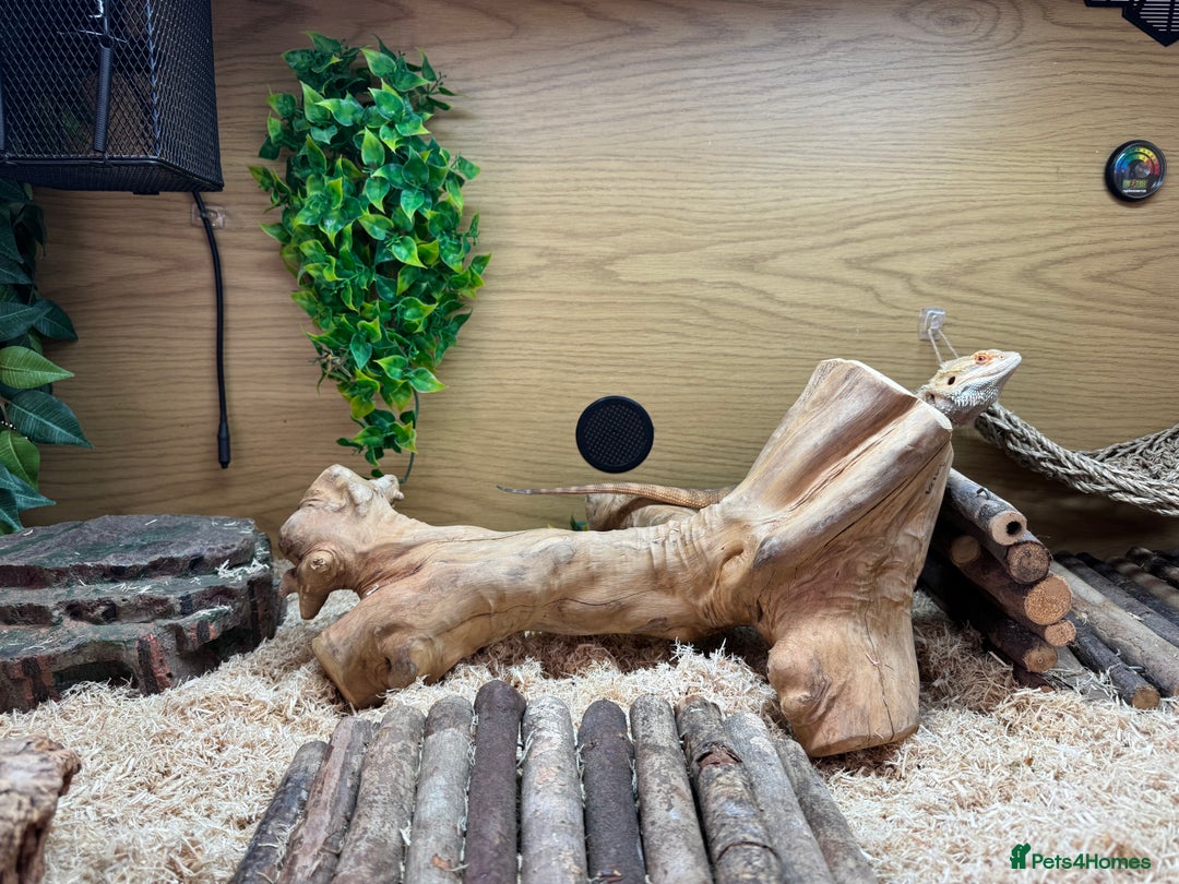 Bearded Dragon reptiles for sale: 12 month old bearded Dragon  - Image 8