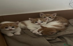 British Shorthair cats for sale: Gorgeous litter of kittens  - Image 1