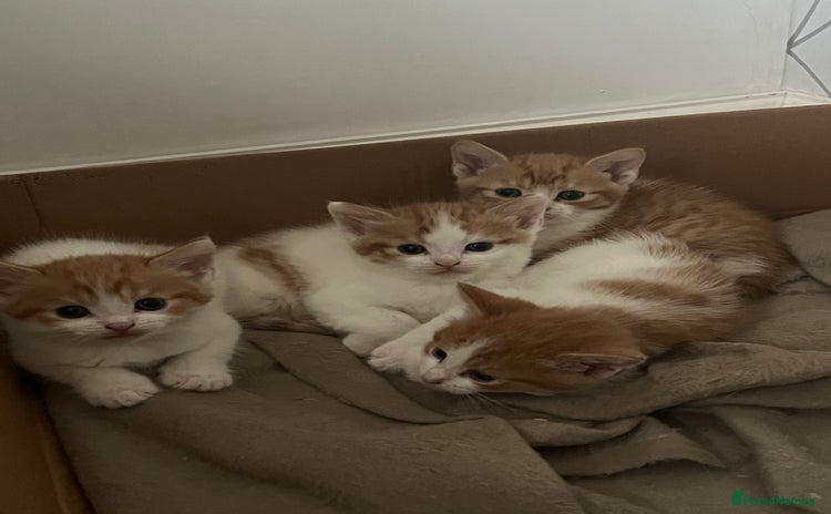 British Shorthair cats - Advert 13