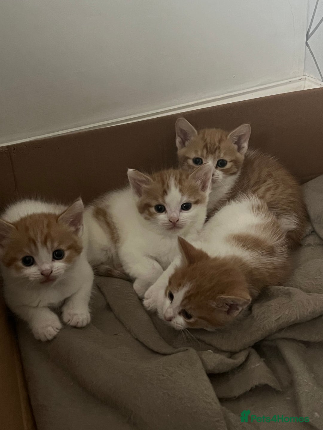 British Shorthair cats for sale: Gorgeous litter of kittens  - Image 1