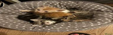 Mixed Breed 3