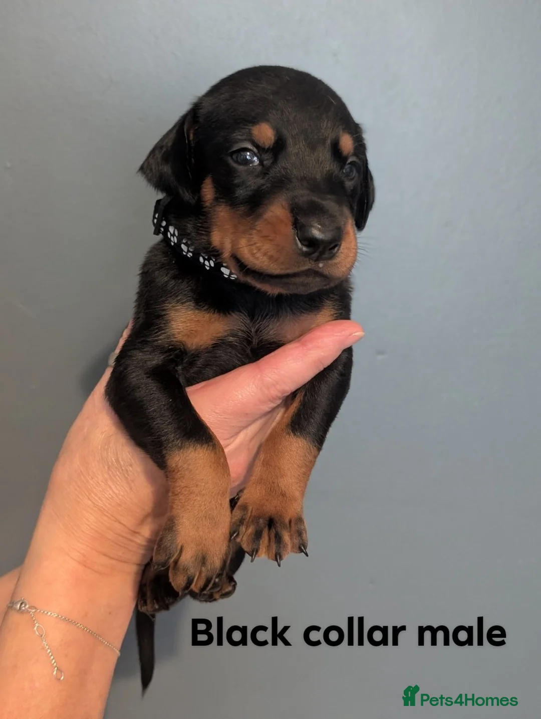 Dobermann dogs for sale: Doberman puppies " all reserved " - Advert 27