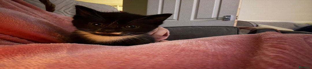 Domestic Shorthair Kitten 2