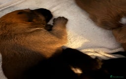 Mixed Breed dogs for sale: German shepherd x whippet  - Image 7