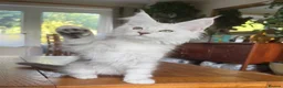 Maine Coon cats for sale: 💝Magnificent large TICA kittens 💖 - Advert 9