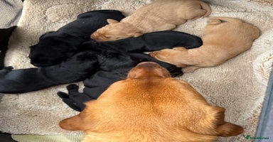 Labrador Retriever dogs - Advert 8