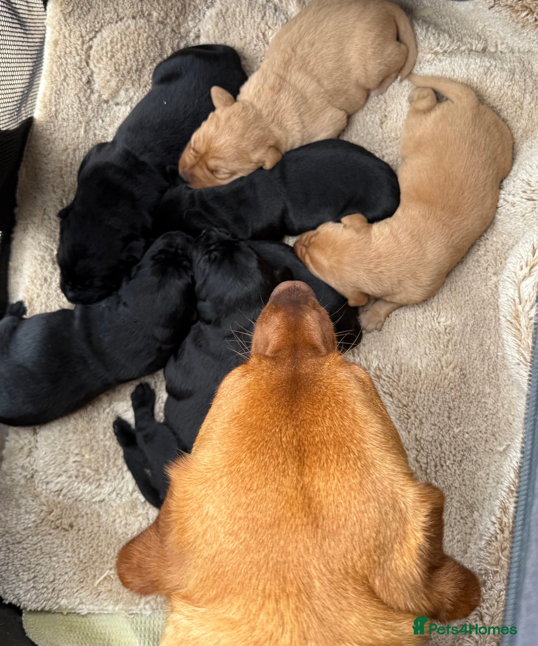 Labrador Retriever dogs for sale: Black/fox Labrador kc with 5 wks free insurance  - Image 2