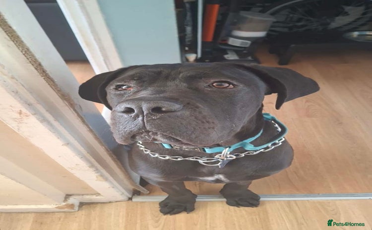 Cane Corso dogs - Advert 1