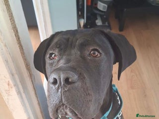Cane Corso dogs - Advert 23