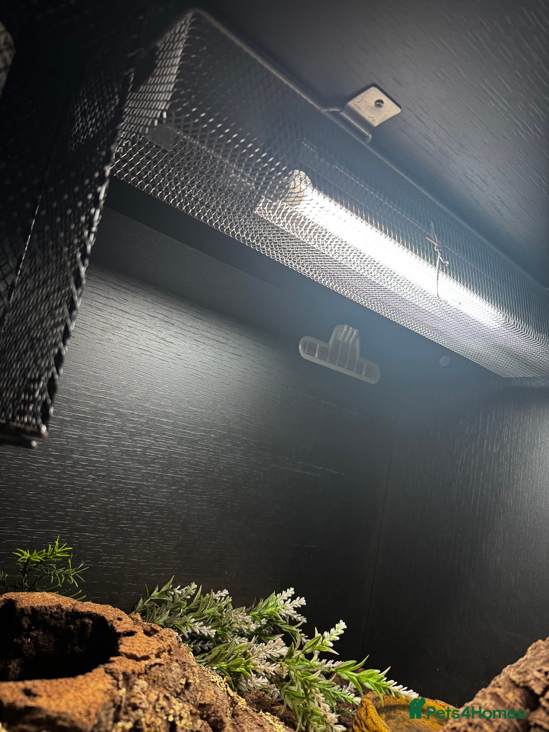 Snake reptiles for sale: Hognose snake and set up - Image 6