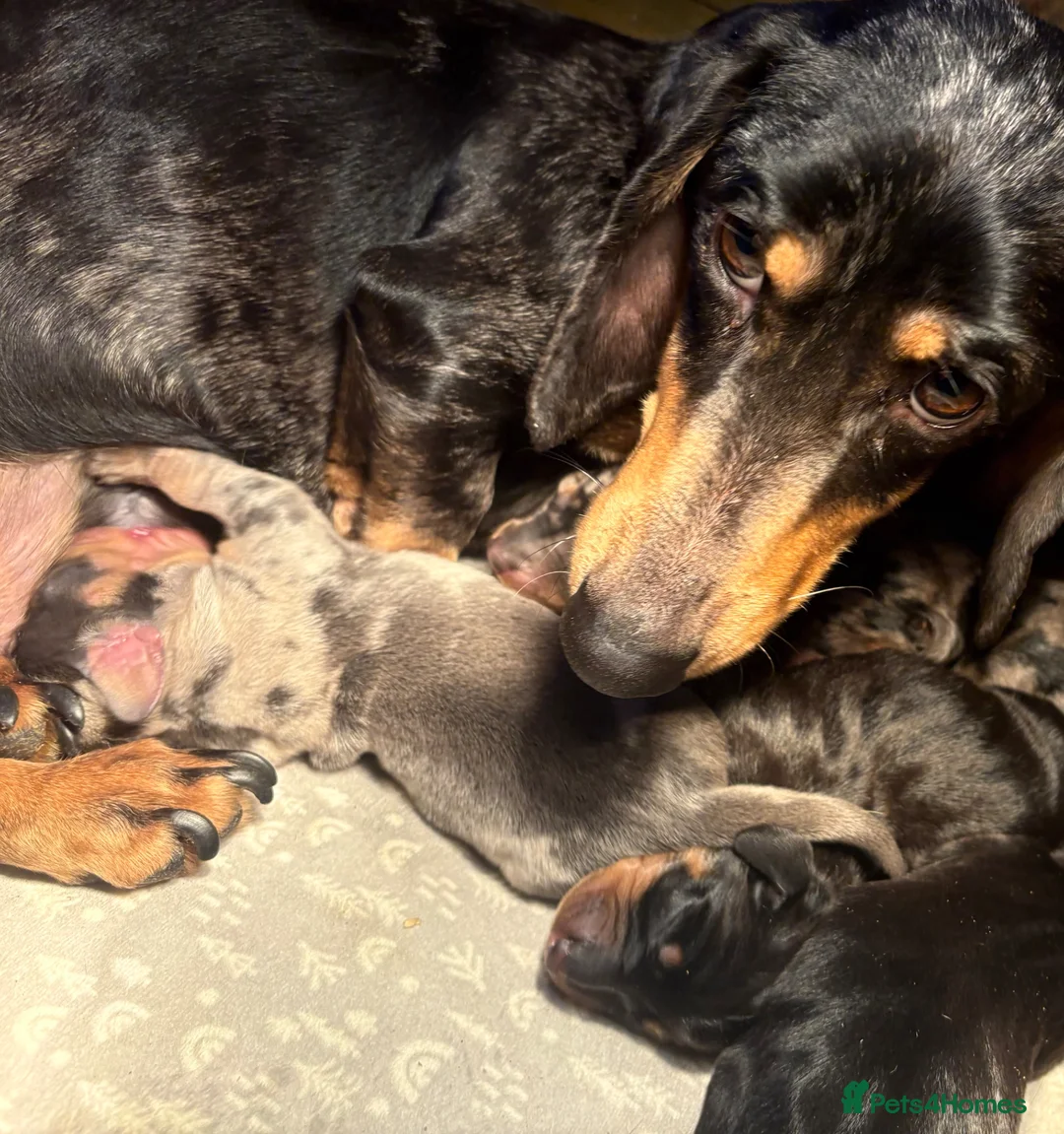 Miniature Dachshund dogs for sale: Miniature dachshund  - Advert 6