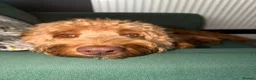 Cockapoo dogs for sale: Male cockapoo in Plymouth - Advert 9