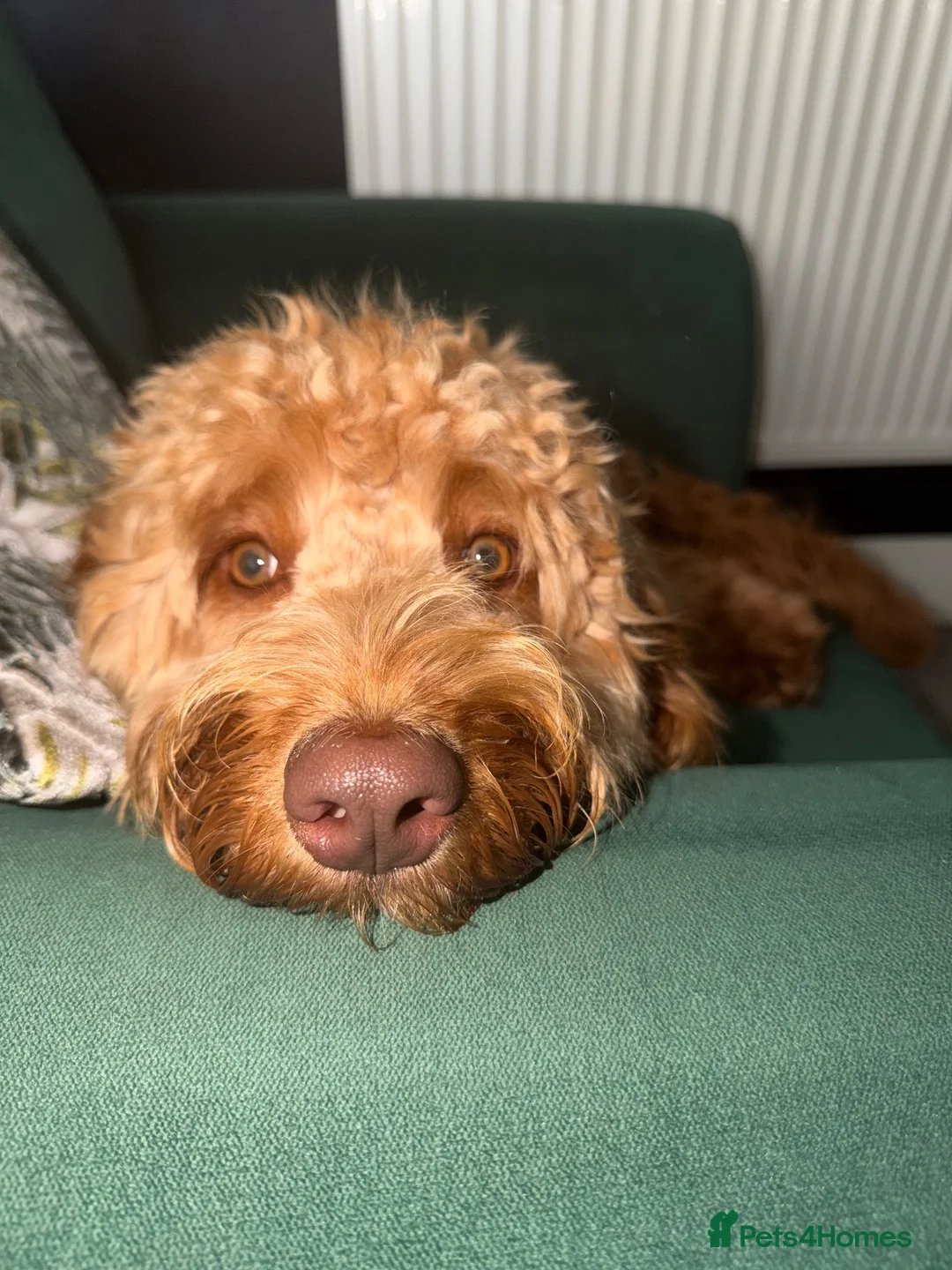 Cockapoo dogs for sale: Male cockapoo in Plymouth - Advert 9