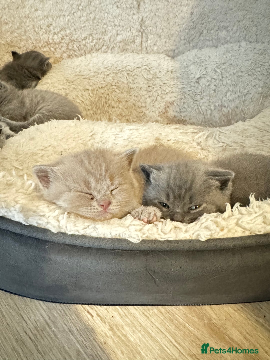 British Shorthair cats for sale: Lilac British shorthair  - Advert 7