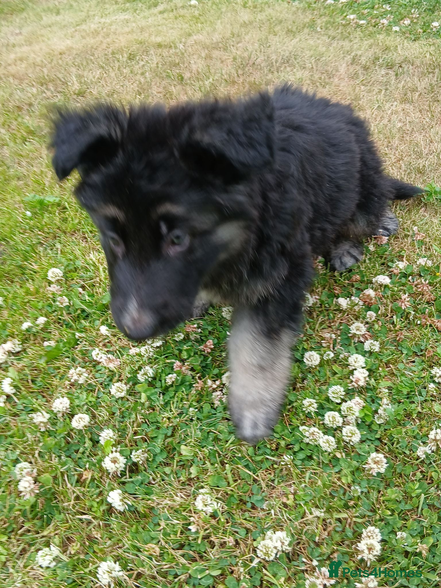 German Shepherd dogs Beautiful KC German Shepherd Puppies - Advert 6