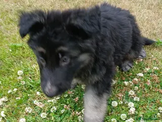 German Shepherd dogs Beautiful KC German Shepherd Puppies - Advert 6