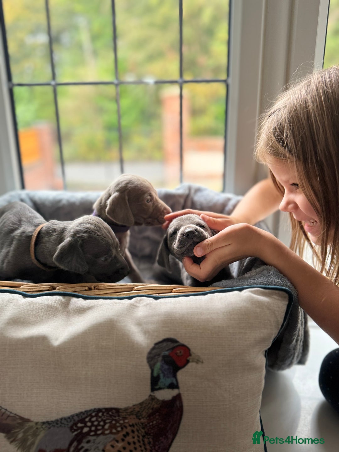 Weimaraner dogs for sale: 🐶🐾Adorable KC Registered Weimaraner Puppies🐶🐾 - Advert 4