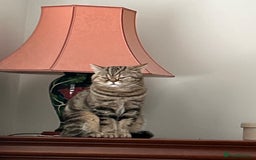 British Shorthair cats for sale: 🐾 British Shorthair Loving, Playful Indoor Cat 🐾 - Image 3