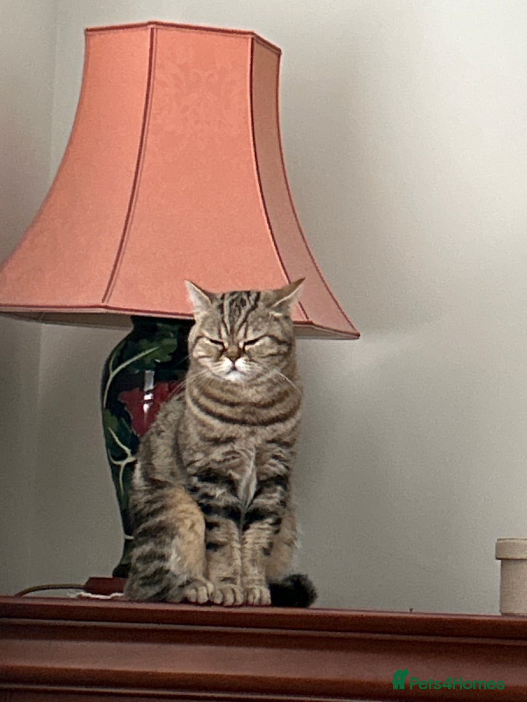 British Shorthair cats for sale: 🐾 British Shorthair Loving, Playful Indoor Cat 🐾 - Image 3