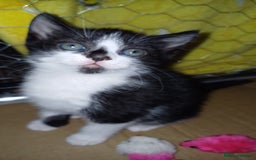 British Shorthair cats for sale: 2 beautiful little kittens ready to be loe - Image 2