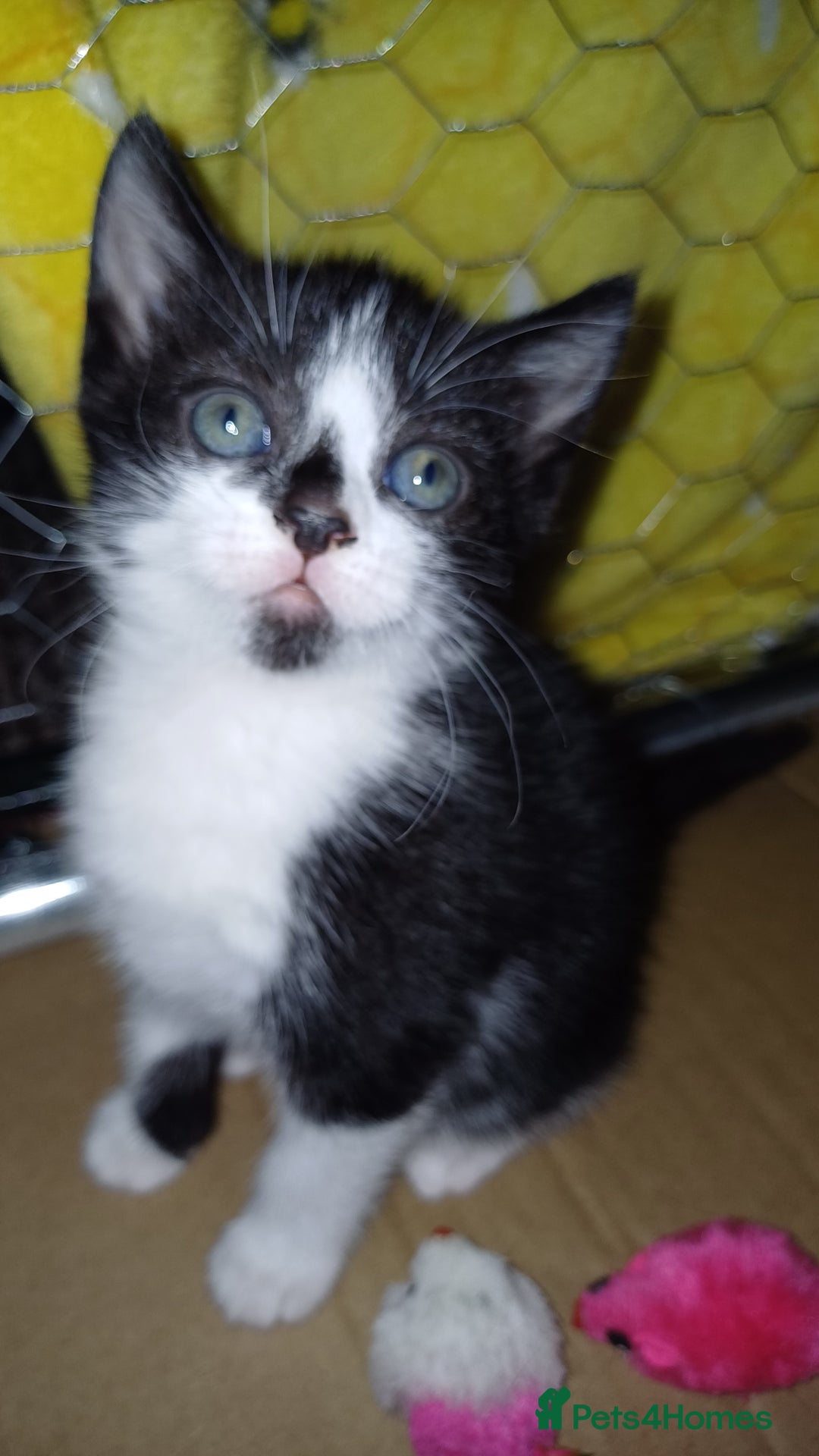 British Shorthair cats for sale: 2 beautiful little kittens ready to be loe - Image 2