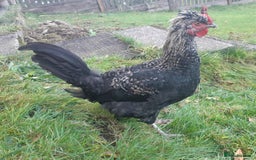 Chickens poultry for sale: Cockerals in need of a home - Image 2