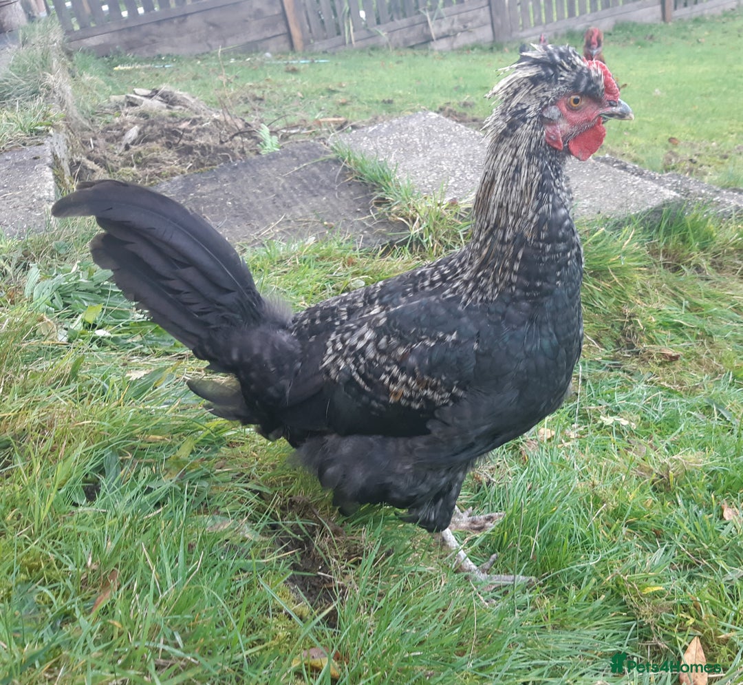 Chickens poultry for sale: Cockerals in need of a home - Image 2