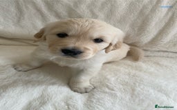 Golden Retriever dogs for sale: Fluffy Cream & Gold Golden Retriever Puppies - Image 30