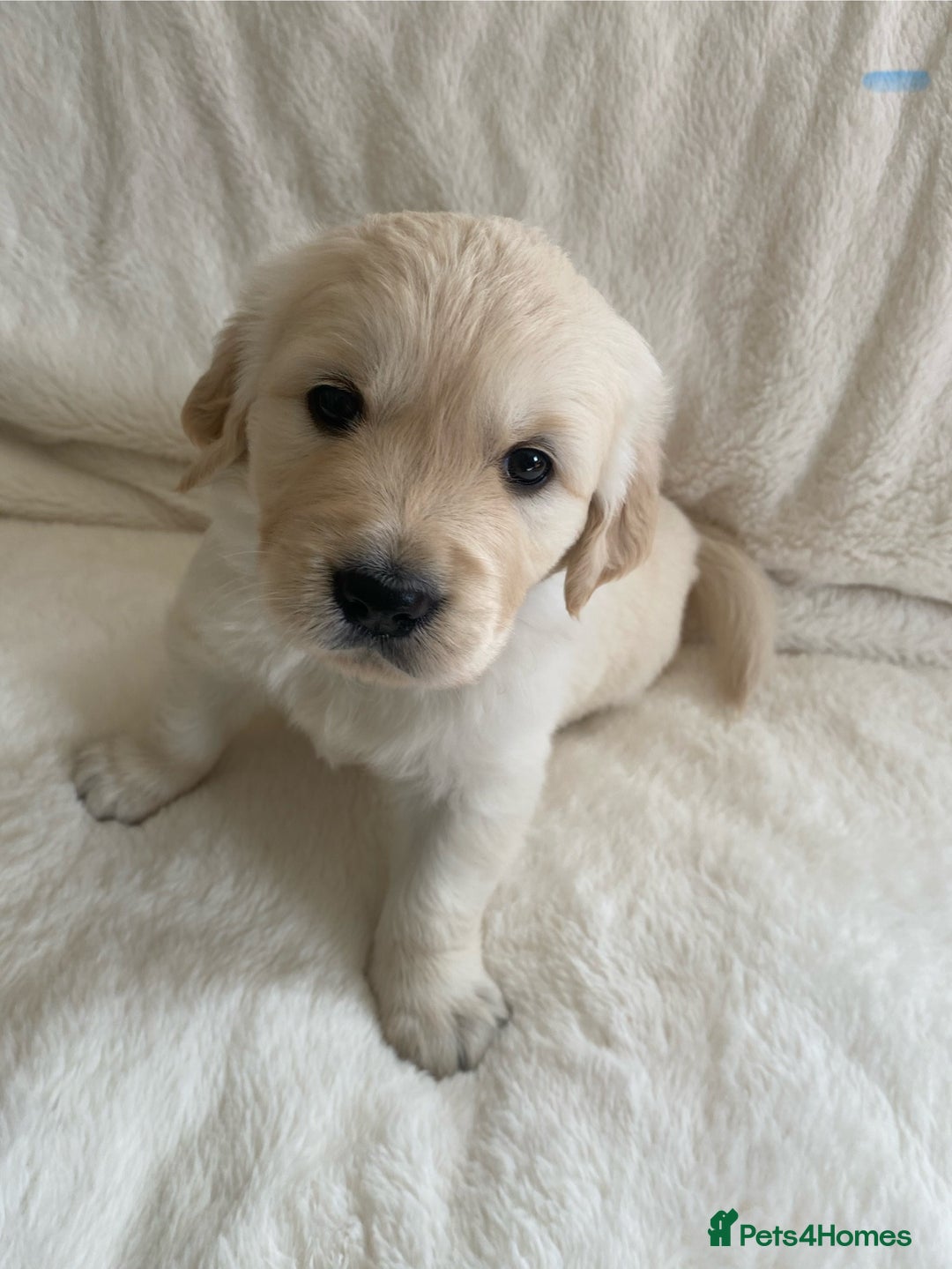 Golden Retriever dogs for sale: Fluffy Cream & Gold Golden Retriever Puppies - Image 30