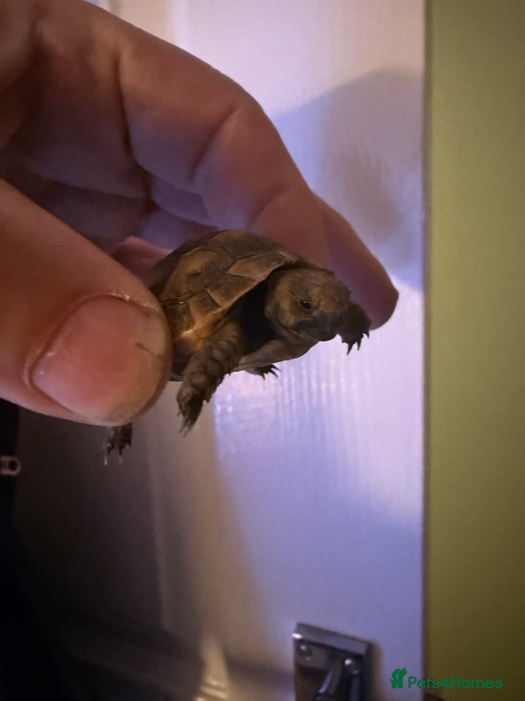 Hermann Tortoise reptiles for sale: 4 month old Hermann’s Tortoise Baby Captive Bred - Advert 4
