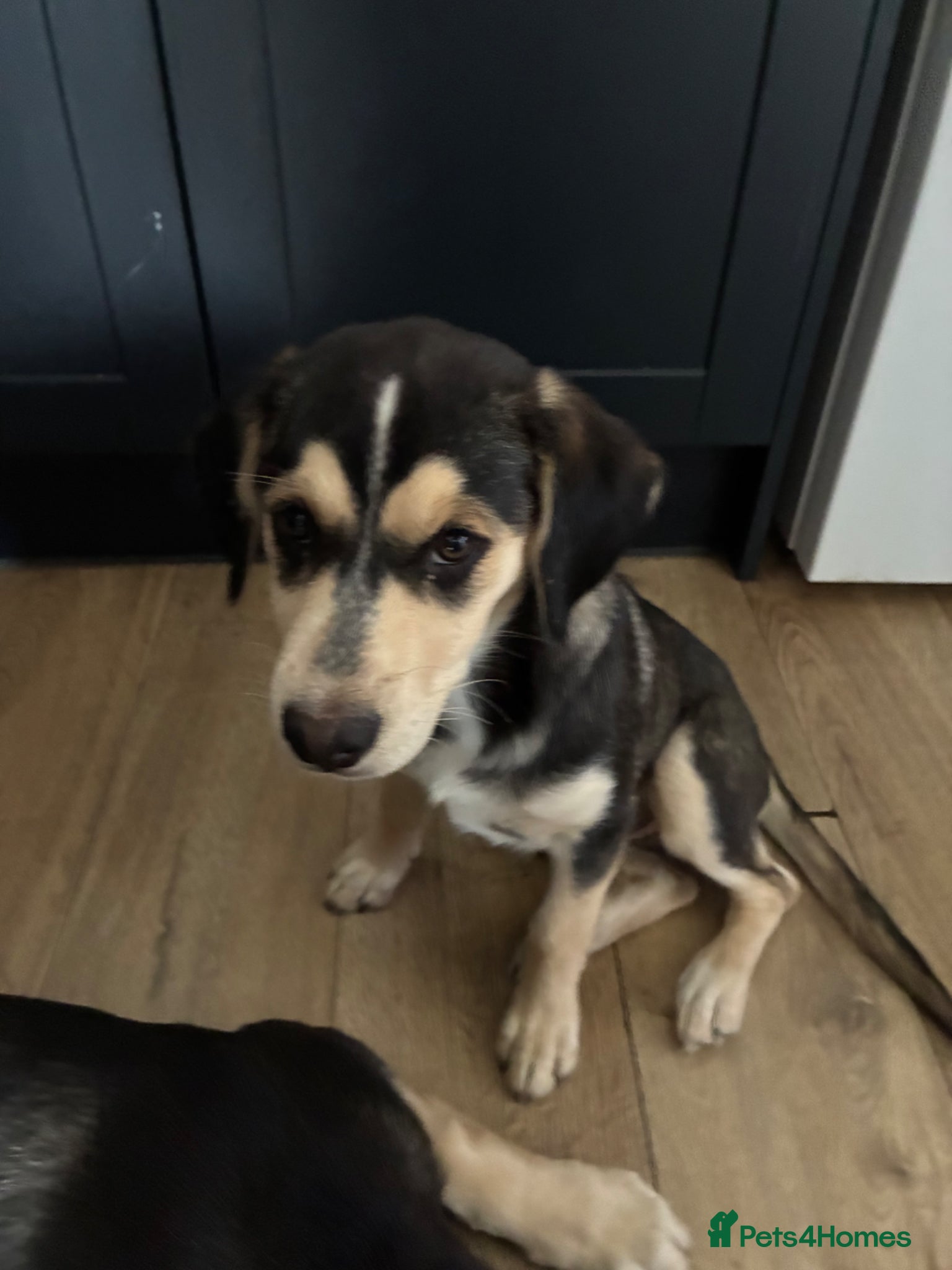 Mixed Breed dogs Cocker Spaniel x Siberian Husky Puppies - Advert 9